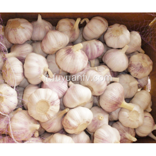 esportazione di aglio fresco nel mercato turco